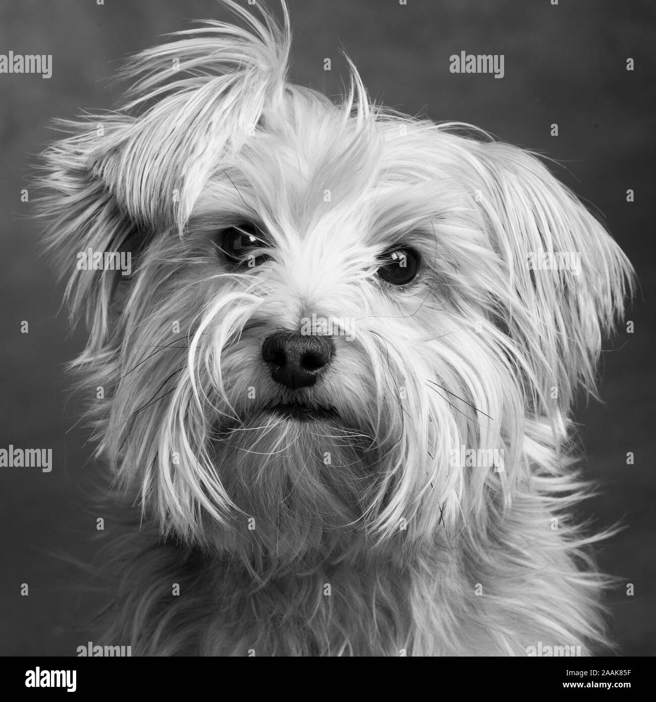 Terrier yorkshire Banque d images noir et blanc Alamy