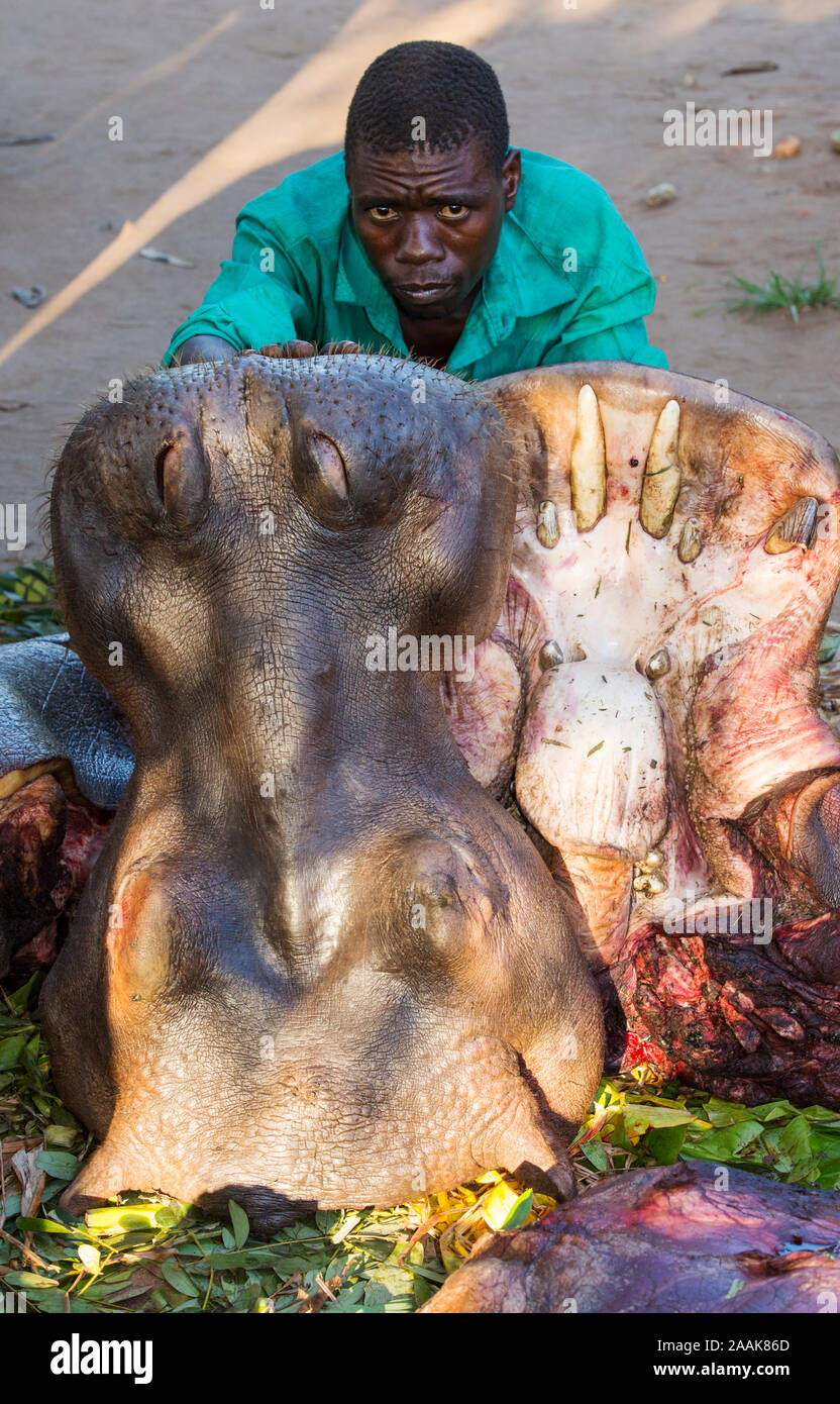 Un homme avec un hippopotame dépecé près de Chikwawa, Malawi. Que les inondations ont emporté des milliers de têtes de bétail, les populations locales ont été contraints de se tourner vers Banque D'Images