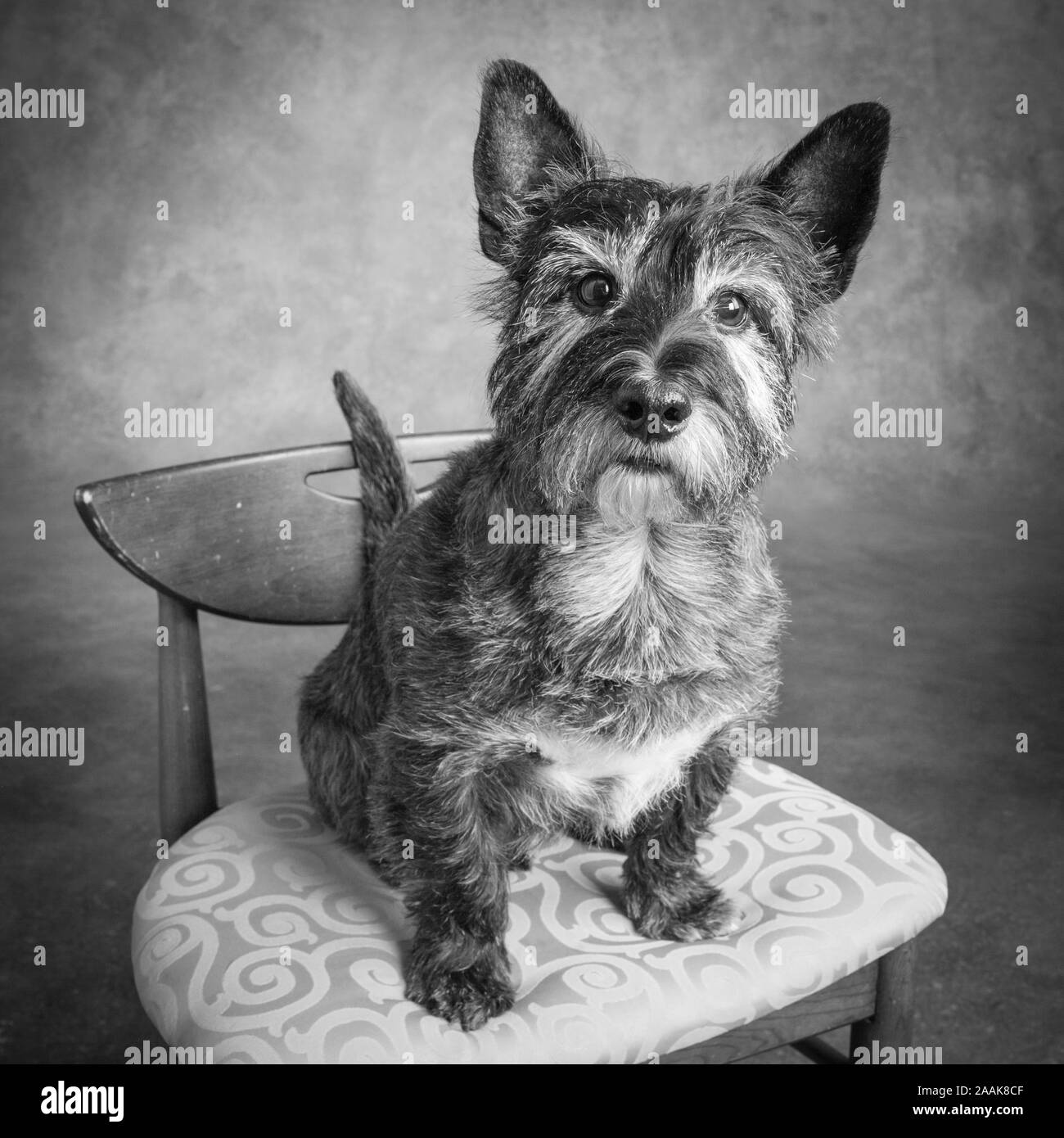 Portrait de chien terrier mix Banque D'Images