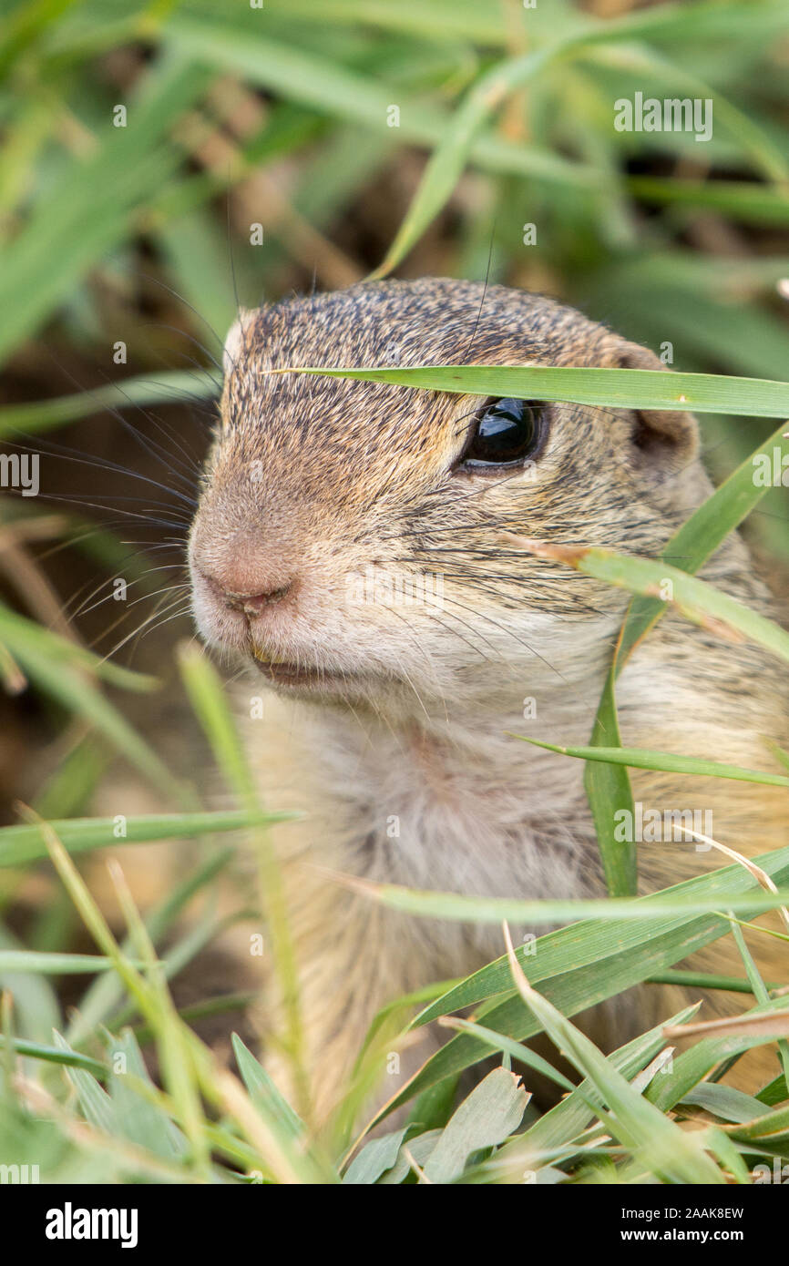 Européenne sauvage (Spermophilus citellus) on meadow Banque D'Images