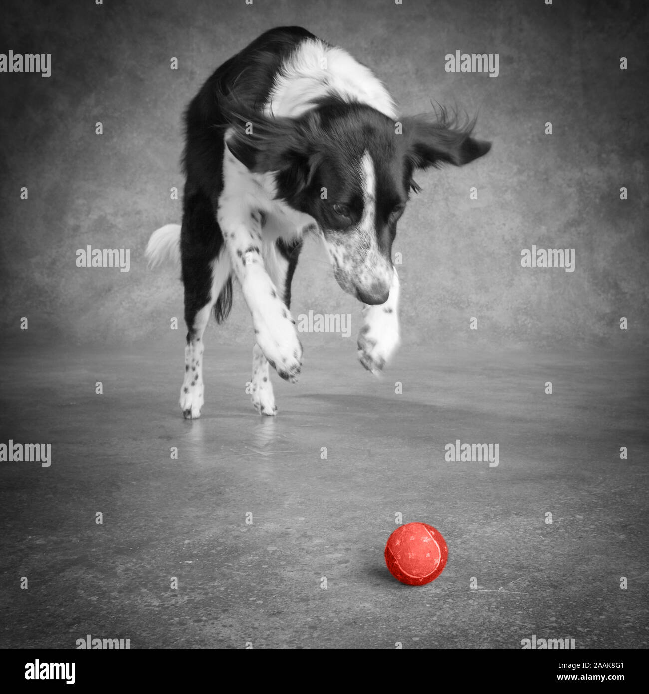 Studio shot of Border Collie Playing with ball Banque D'Images