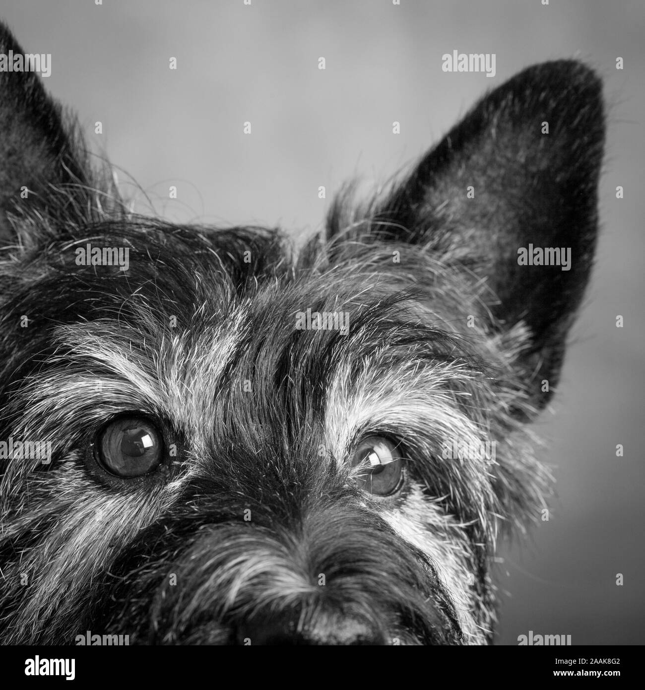 Portrait de chien terrier mix Banque D'Images