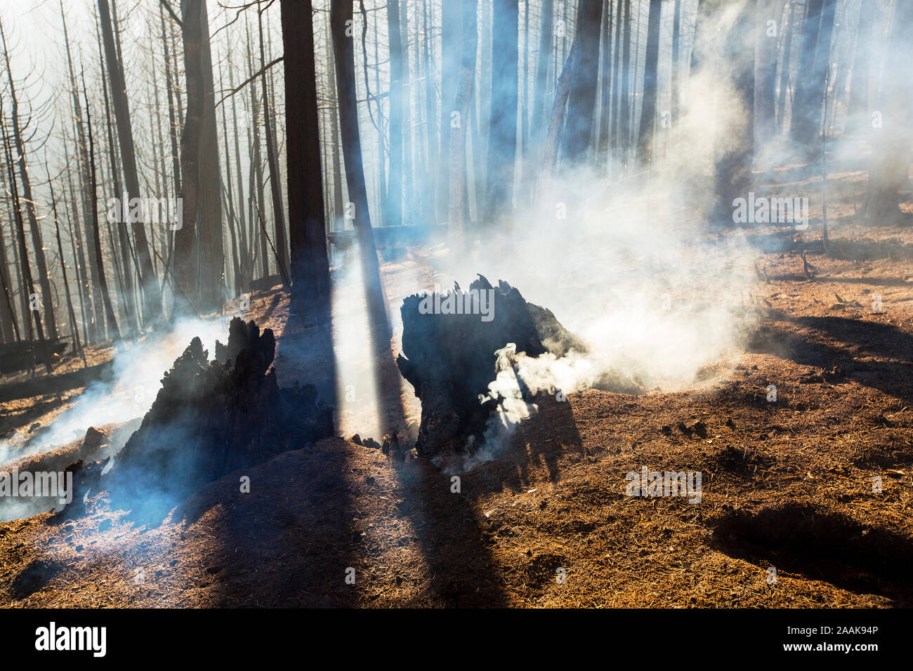 Le Roi incendie qui a détruit 97 717 hectares de la Forêt nationale d'El Dorado, en Californie, USA. À la suite d'une sécheresse sans précédent de quatre ans, wild fi Banque D'Images