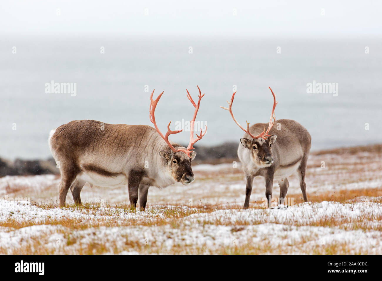 Deux renne du Svalbard (Rangifer tarandus platyrhynchus) hommes / bulls taille les uns les autres avant la bataille sur la toundra couvertes de neige en automne / fall, Norvège Banque D'Images