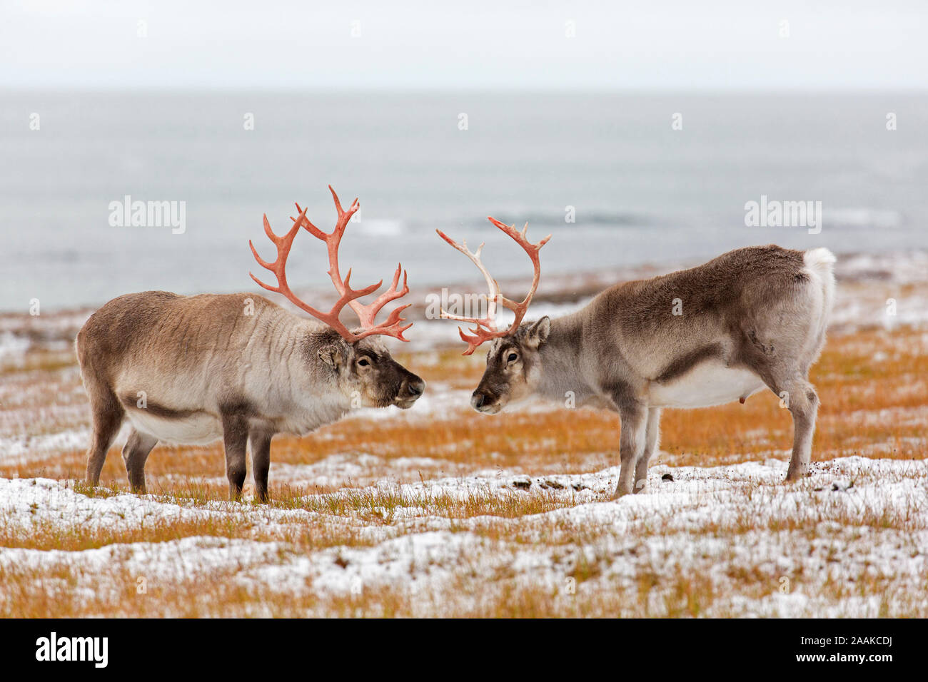 Deux renne du Svalbard (Rangifer tarandus platyrhynchus) hommes / bulls taille les uns les autres avant la bataille sur la toundra couvertes de neige en automne / fall, Norvège Banque D'Images