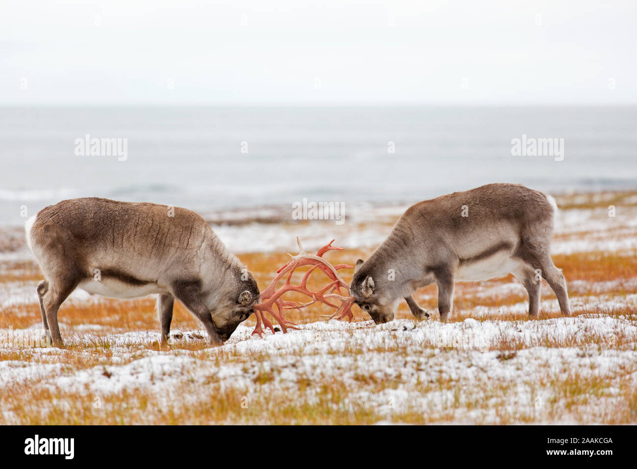 Deux renne du Svalbard (Rangifer tarandus platyrhynchus) hommes / bulls lutte par les bois de verrouillage dans la toundra en automne / fall, Svalbard, Norvège Banque D'Images
