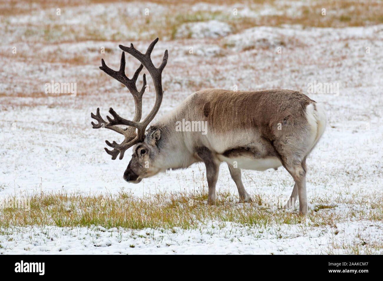 Renne du Svalbard (Rangifer tarandus platyrhynchus) homme / bull avec ses bois de velours qui se nourrissent de la toundra couvertes de neige en automne / fall, Norvège Banque D'Images