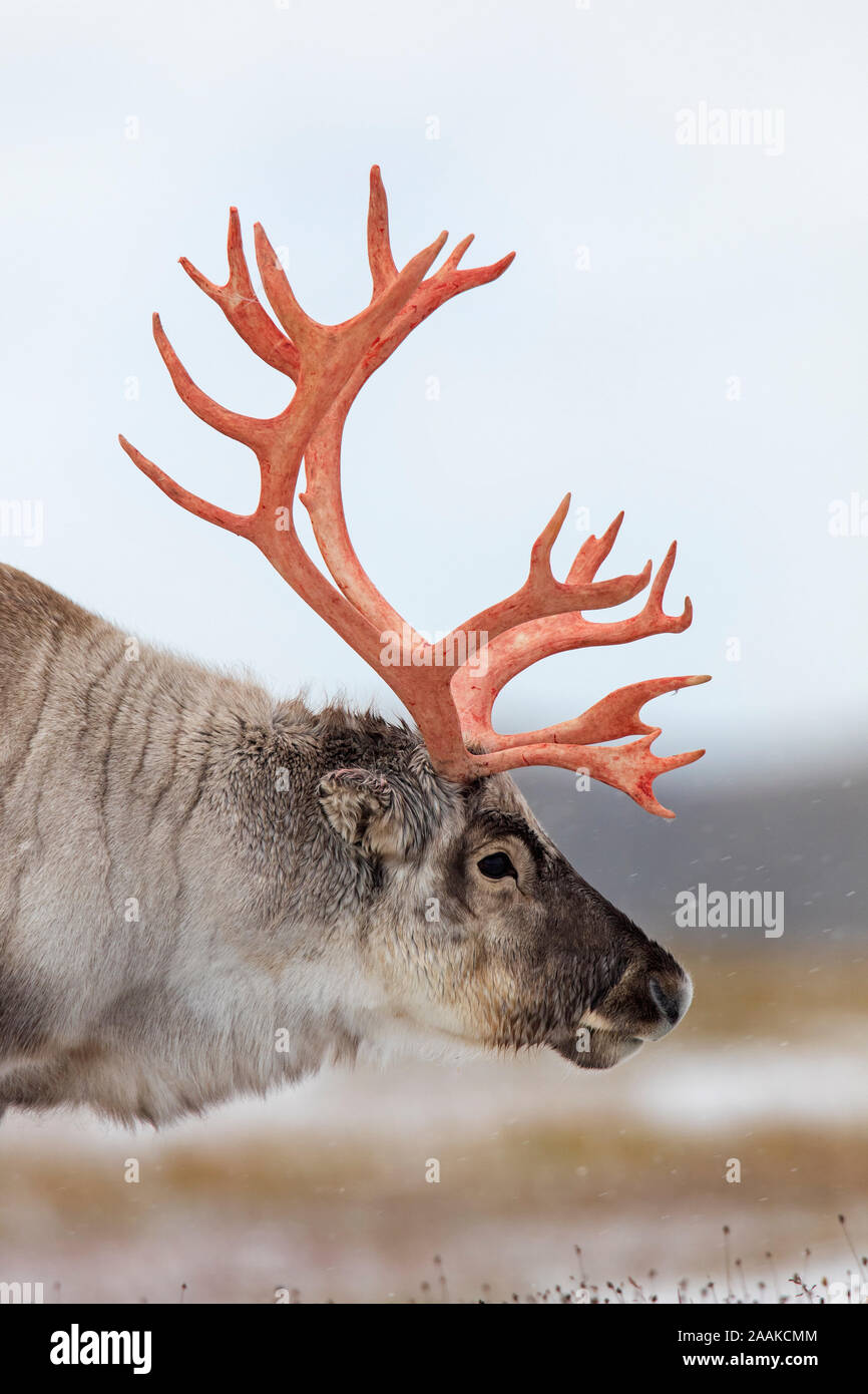 Renne du Svalbard (Rangifer tarandus platyrhynchus) homme / bull avec velours de cerf rouge du sang versé sur la neige dans la toundra automne / fall, Norvège Banque D'Images