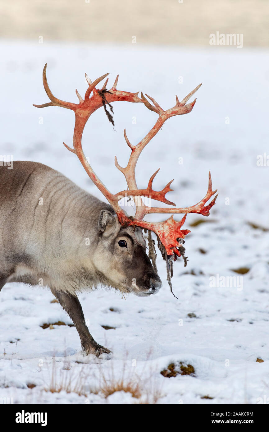 Renne du Svalbard (Rangifer tarandus platyrhynchus) homme / bull avec velours de cerf rouge du sang versé sur la neige dans la toundra automne / fall, Norvège Banque D'Images