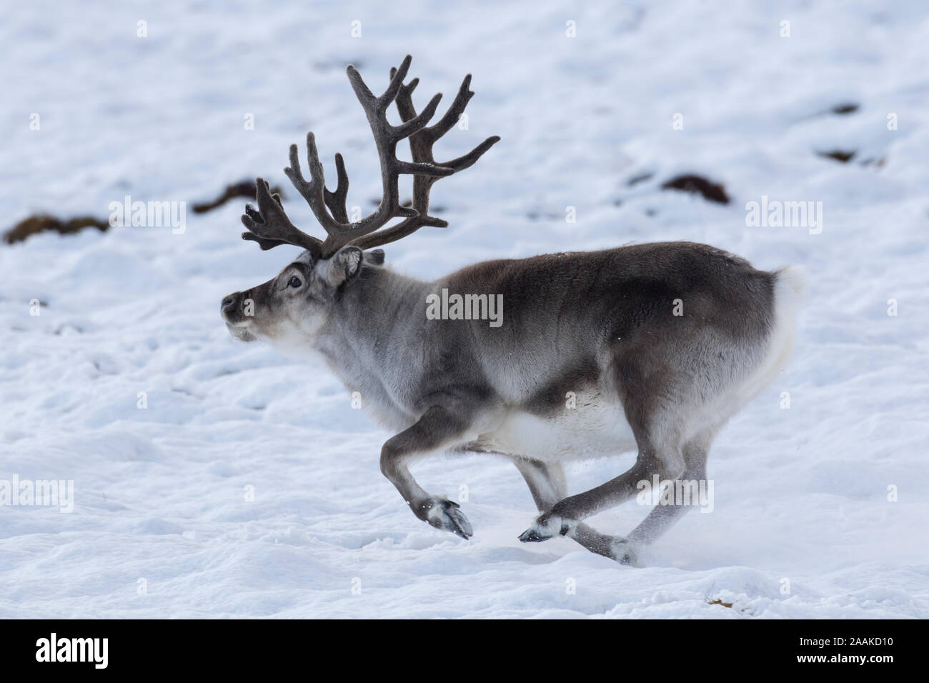 Renne du Svalbard (Rangifer tarandus platyrhynchus) homme / bull avec ses bois de velours s'exécutant sur la toundra couvertes de neige en automne / fall, Norvège Banque D'Images