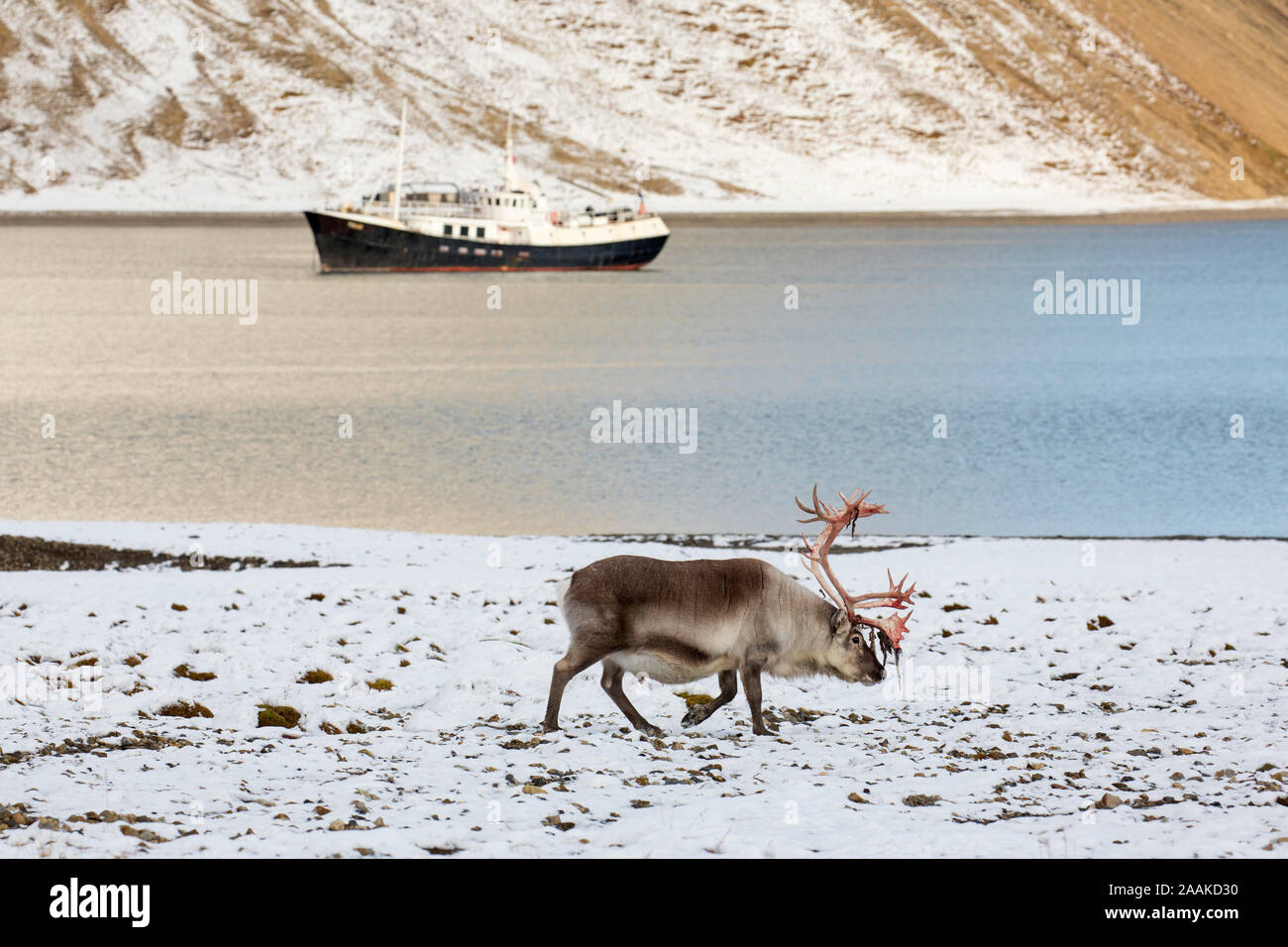 Renne du Svalbard (Rangifer tarandus platyrhynchus) homme / bull avec velours de cerf rouge sang faire marcher le long fjord en automne / fall, Norvège Banque D'Images