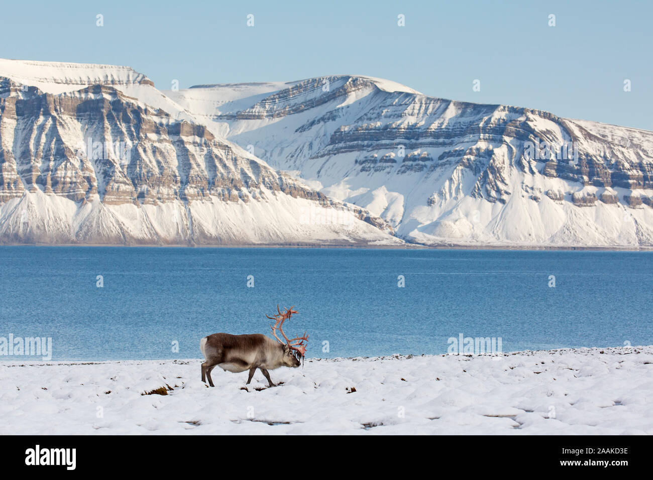 Renne du Svalbard (Rangifer tarandus platyrhynchus) homme / bull avec velours de cerf rouge sang faire marcher le long fjord en automne / fall, Norvège Banque D'Images