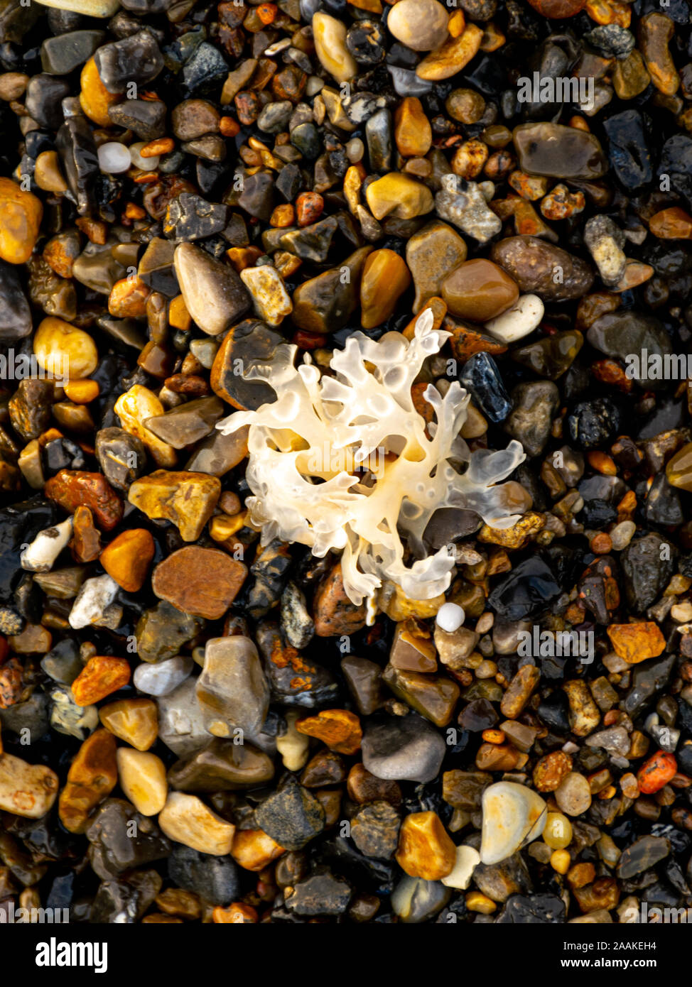 Résumé fond d'herbe de mer et rochers Banque D'Images