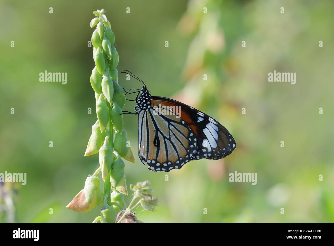Danaus genutia, la commune de tiger, est l'un des papillons communs de l'Inde. Il appartient à l 'crows et tigres' Banque D'Images