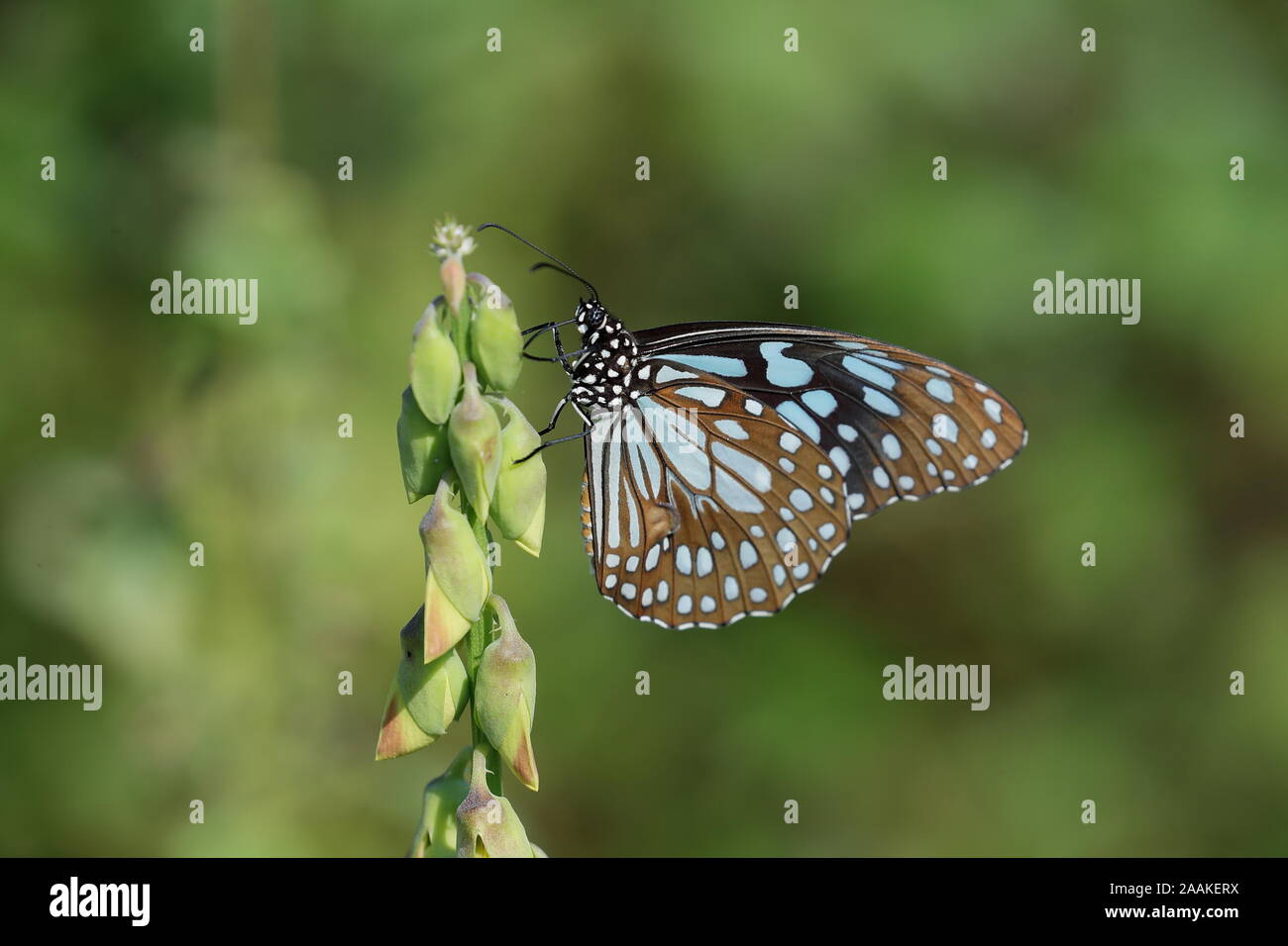 Tirumala limniace, le tigre bleu, est une espèce trouvée en Asie du Sud et en Asie du Sud-Est qui appartient à la crows et tigres Banque D'Images