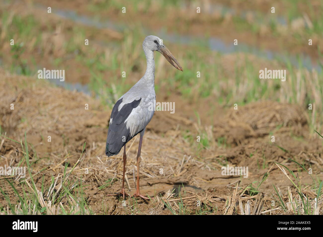 L'Asian openbill ou asiatique openbill stork est l'espèce de Ciconiidae. Banque D'Images