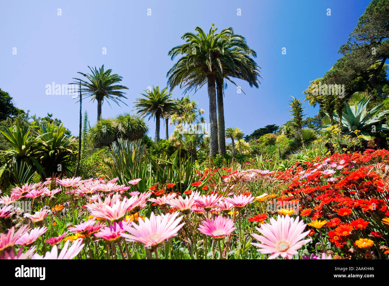 Les jardins de l'abbaye de Tresco, dans l'Îles Scilly, au large de South West Cornwall, UK, célèbre pour ses plantes tropicales qui sont capables de croître en raison du Golfe Banque D'Images