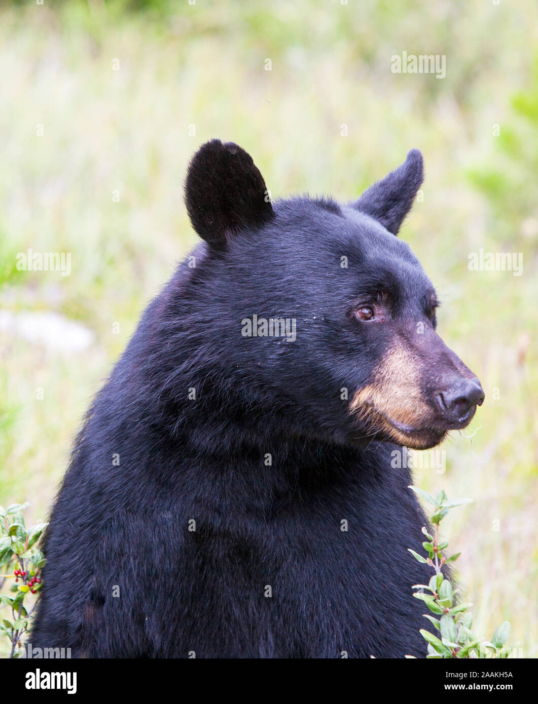 Un ours noir, Ursus americanus, dans le parc national de Banff, Canada. Le changement climatique représente une menace pour les ours, qui hibernent pendant environ 6 mois de l'oui Banque D'Images