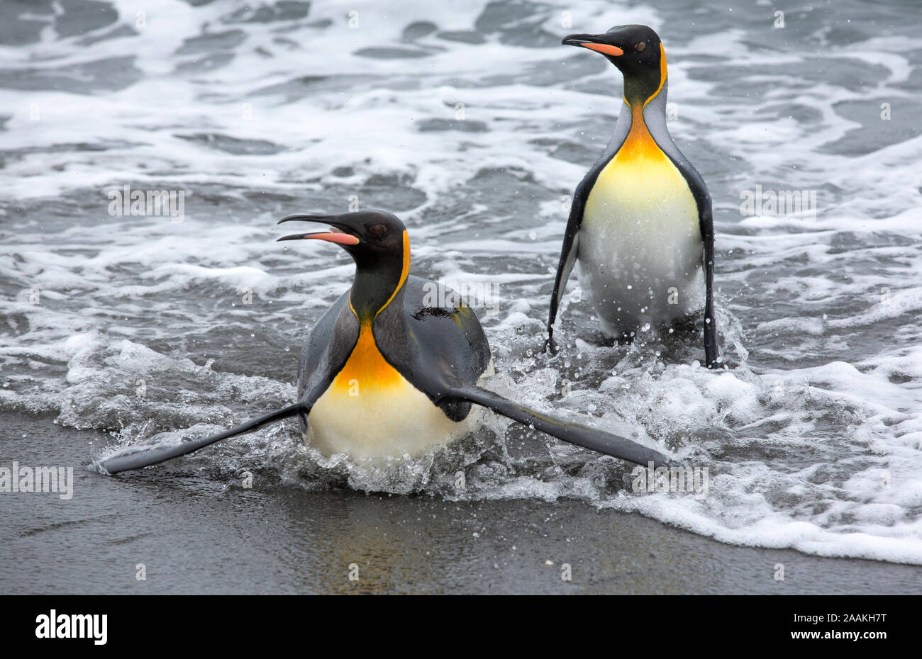 Le manchot royal émerger d'un voyage de pêche en mer sur la plage dans la deuxième plus grande colonie de pingouins roi dans la plaine de Salisbury, la Géorgie du Sud Banque D'Images