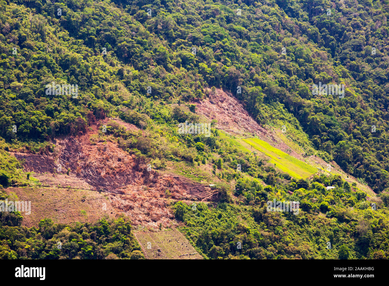 Des forêts tropicales de montagne en Bolivie près de Coiroca, être défrichés pour l'agriculture. La Bolivie a des taux très élevés de déforestation, un désastre pour la biodiversité Banque D'Images