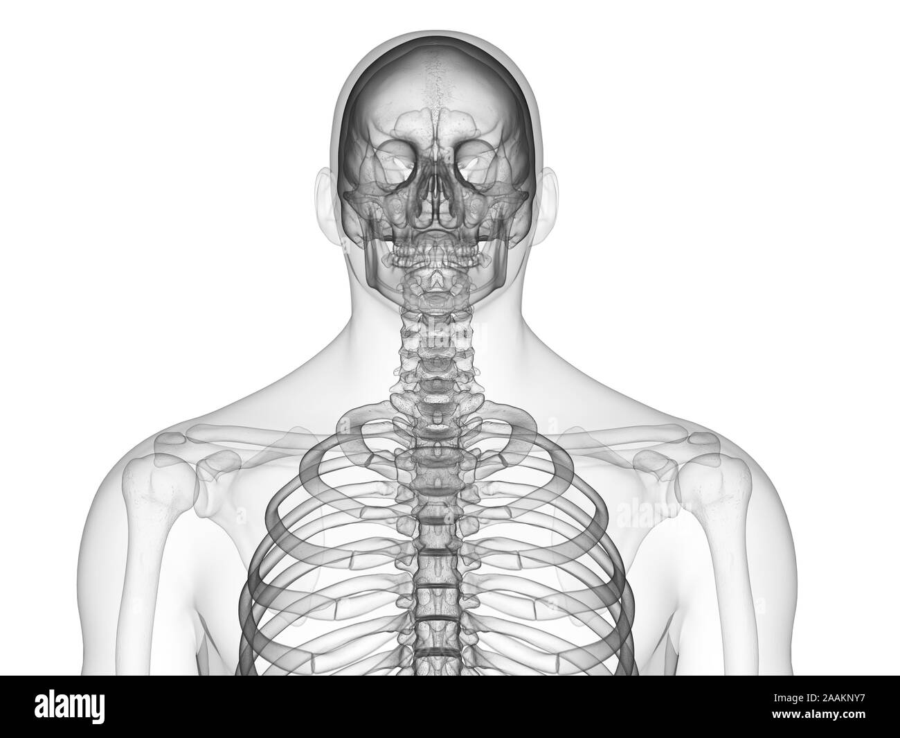 Les os de la partie supérieure du corps, l'illustration de l'ordinateur. Banque D'Images