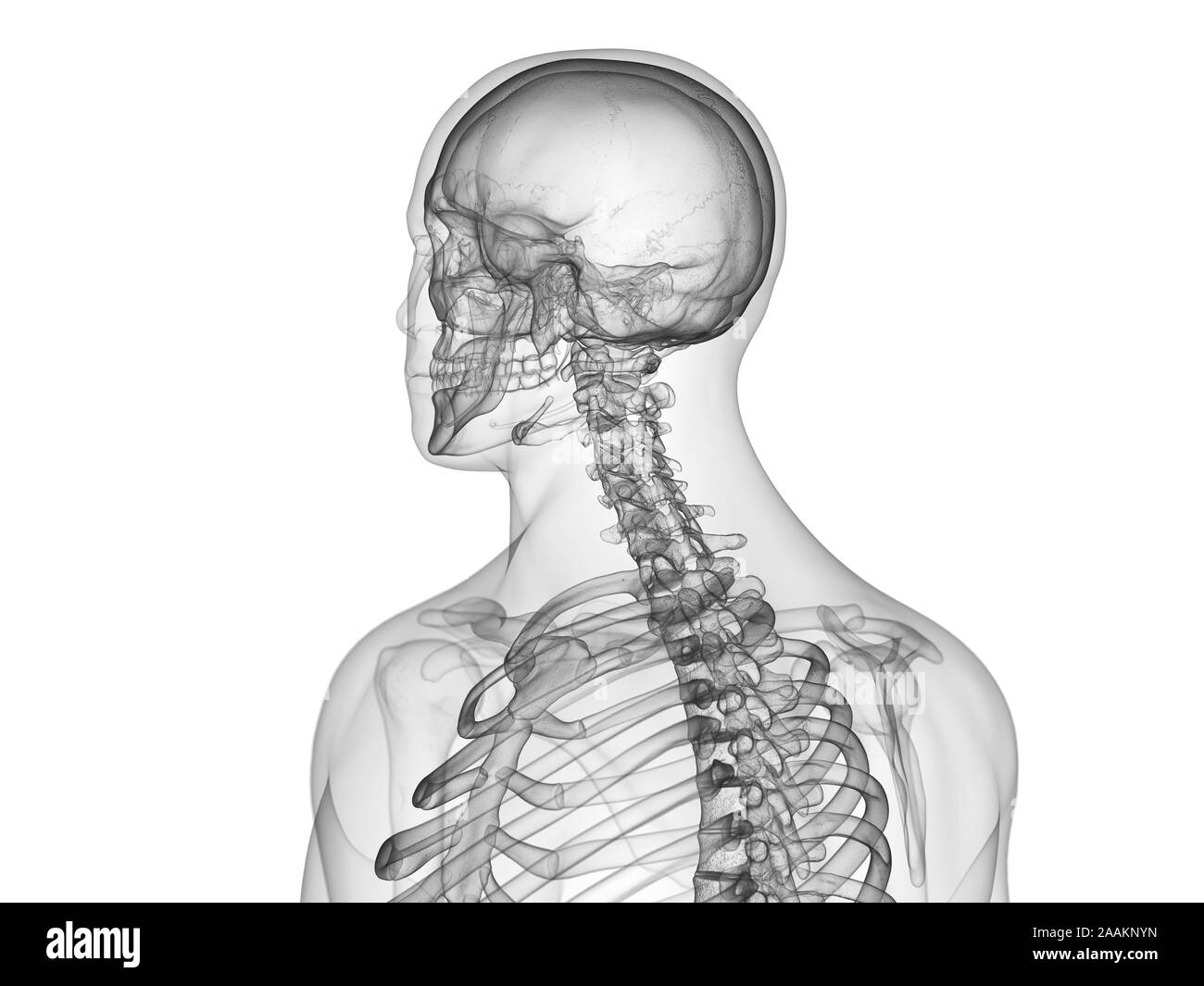 Les os de la partie supérieure du corps, l'illustration de l'ordinateur. Banque D'Images