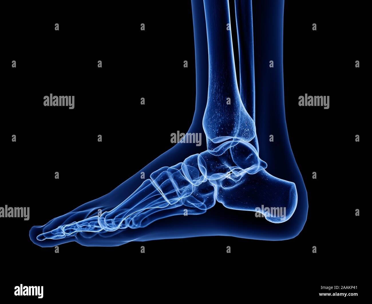 Les os du pied, l'illustration de l'ordinateur. Banque D'Images
