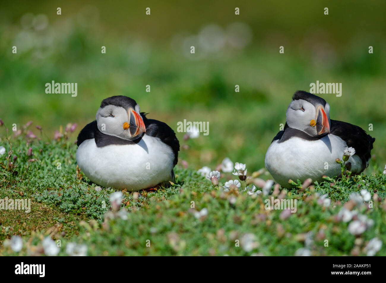 Macareux moine (Fratercula arctica), l'île de Skomer, UK Banque D'Images