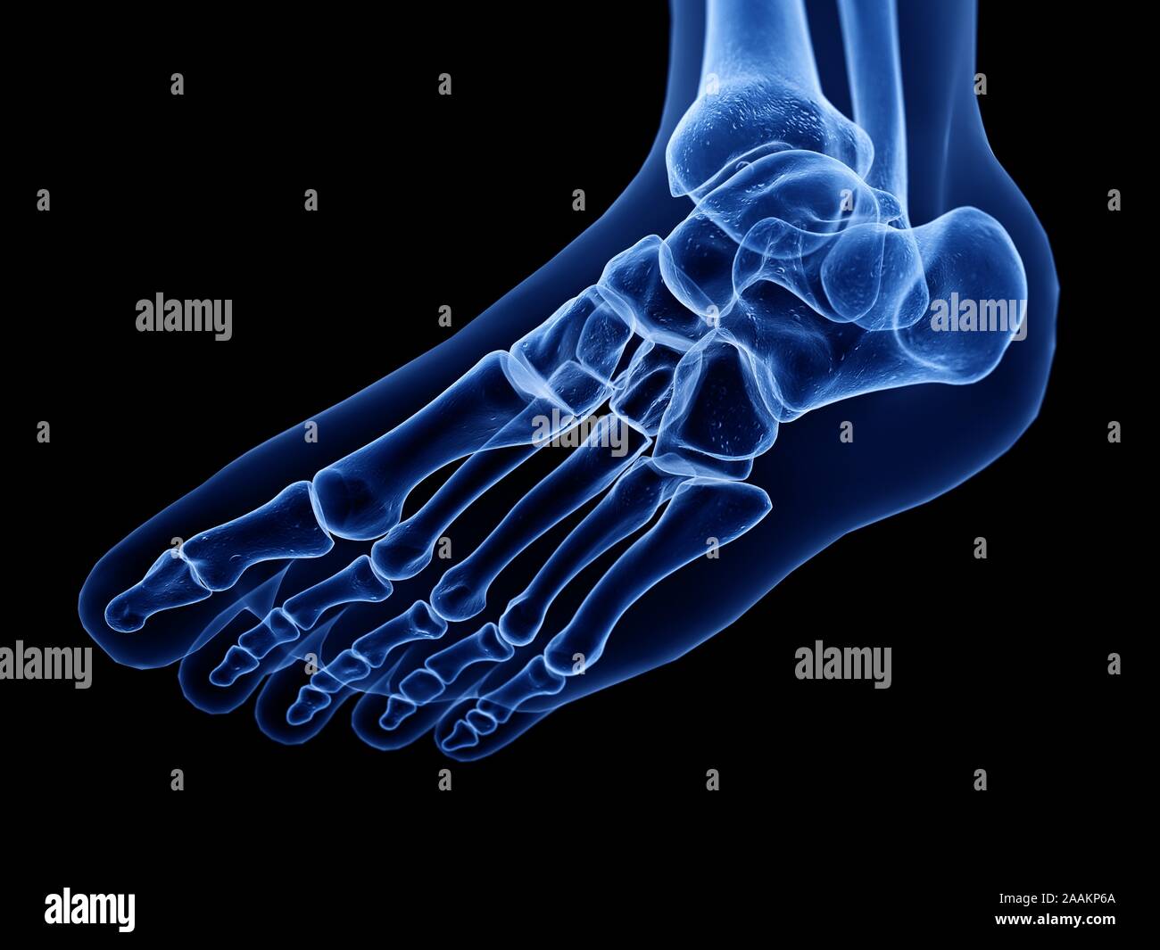 Les os du pied, l'illustration de l'ordinateur. Banque D'Images