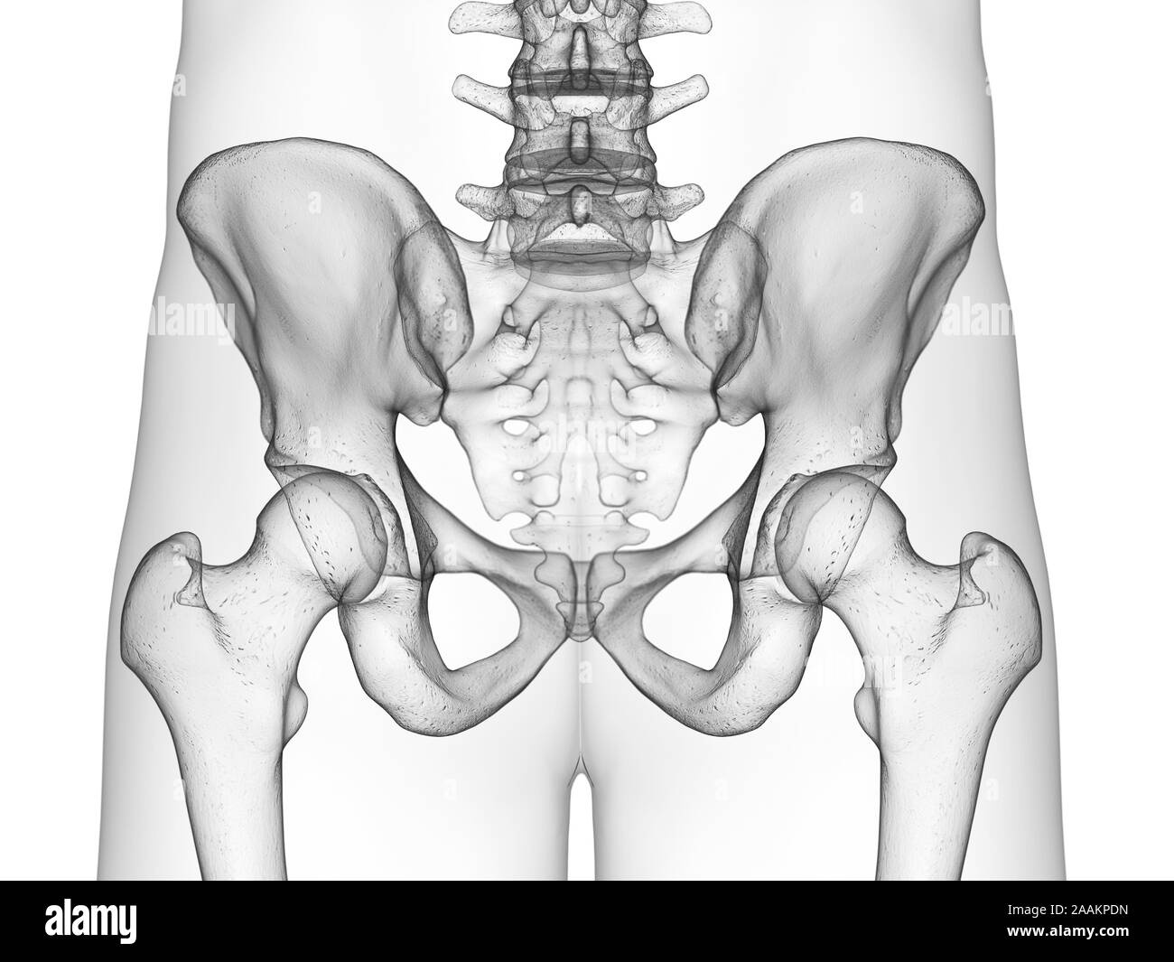 Os de la hanche, l'illustration de l'ordinateur. Banque D'Images
