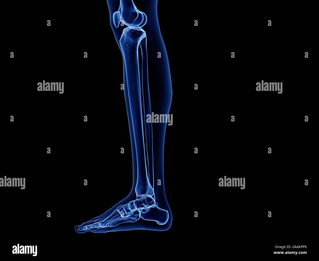 Les os de la jambe, illustration de l'ordinateur. Banque D'Images