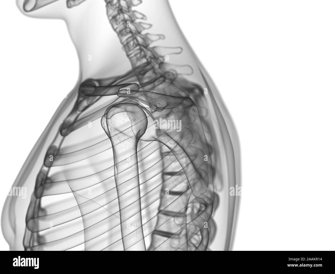Les os de l'épaule, illustration de l'ordinateur. Banque D'Images