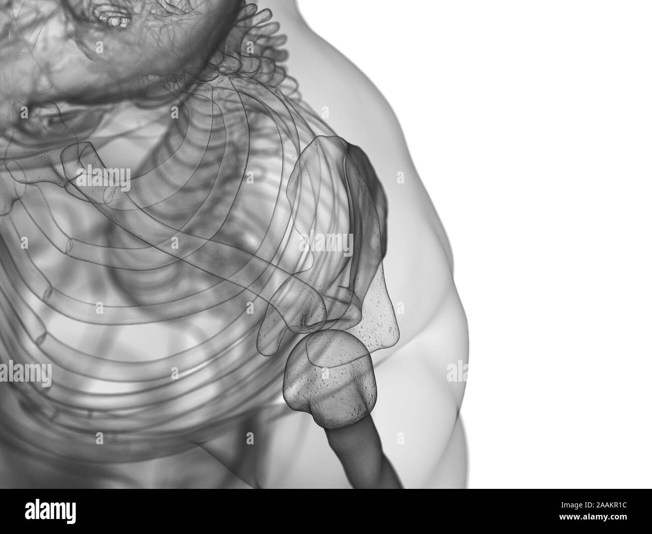 Les os de l'épaule, illustration de l'ordinateur. Banque D'Images