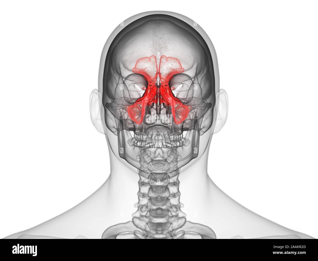 Les sinus, illustration de l'ordinateur. Banque D'Images