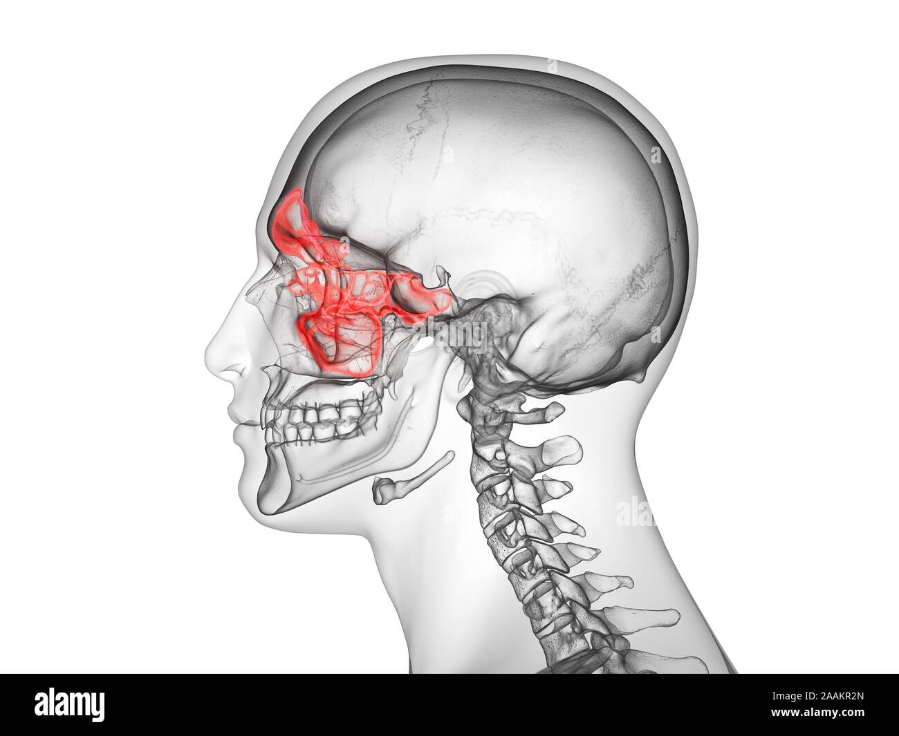 Les sinus, illustration de l'ordinateur. Banque D'Images