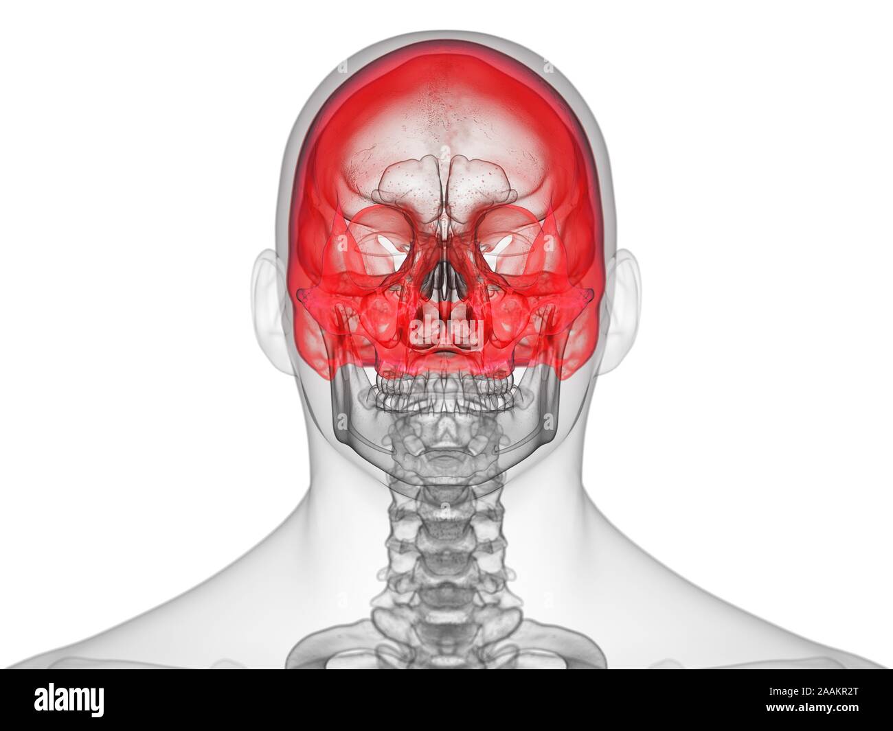 Cranium, illustration de l'ordinateur. Banque D'Images