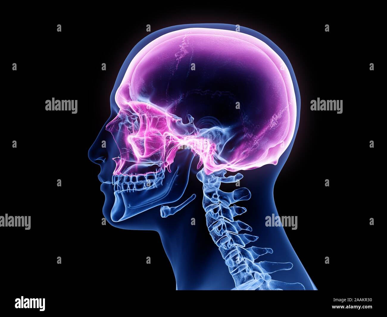 Cranium, illustration de l'ordinateur. Banque D'Images