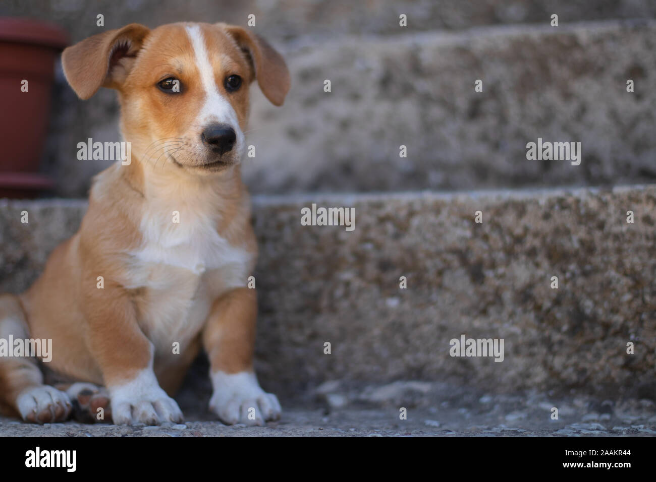 Chien avec un pelage brun et mignon yeux et de grandes oreilles. Banque D'Images