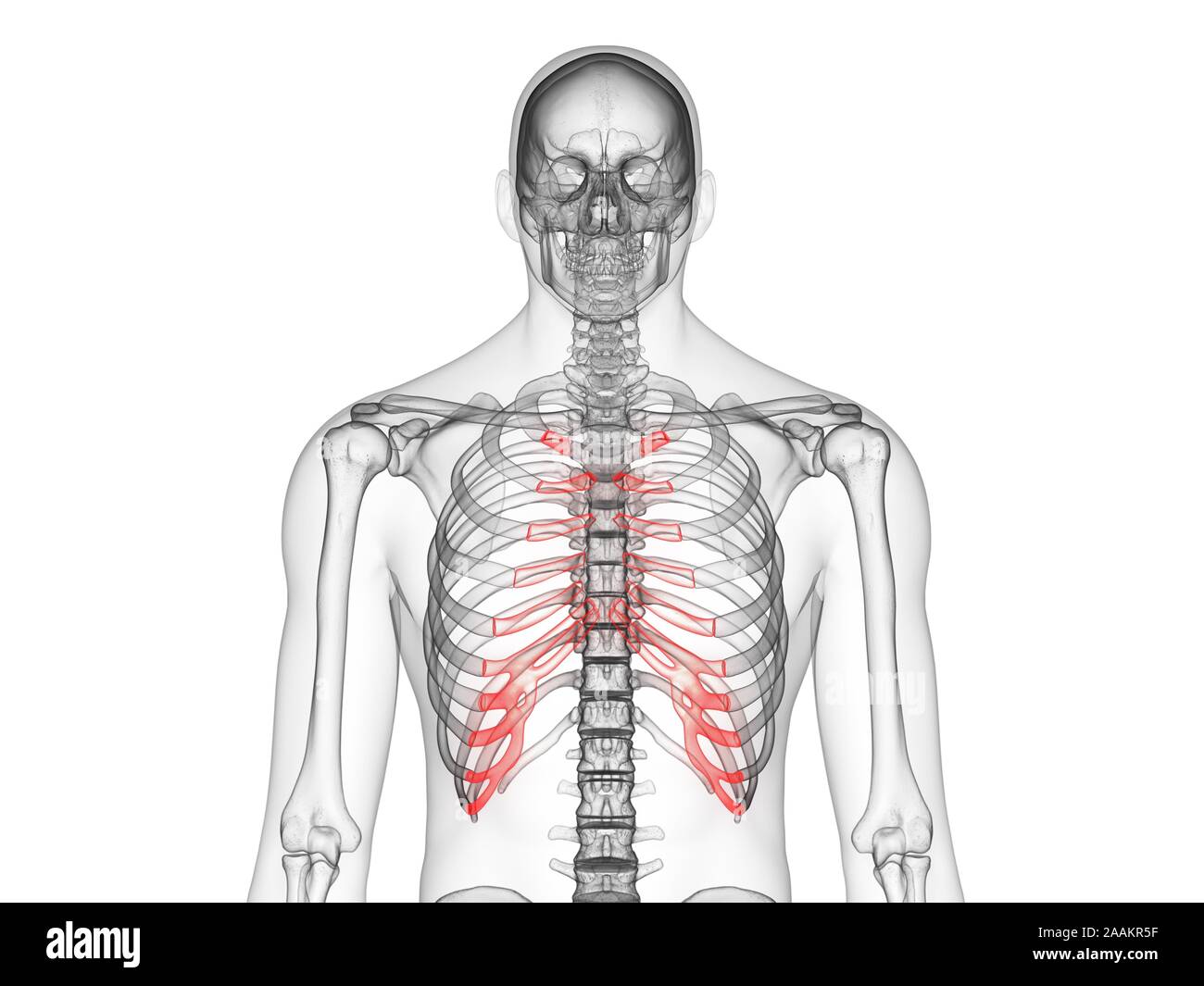 Costal cartilage Banque de photographies et d’images à haute résolution