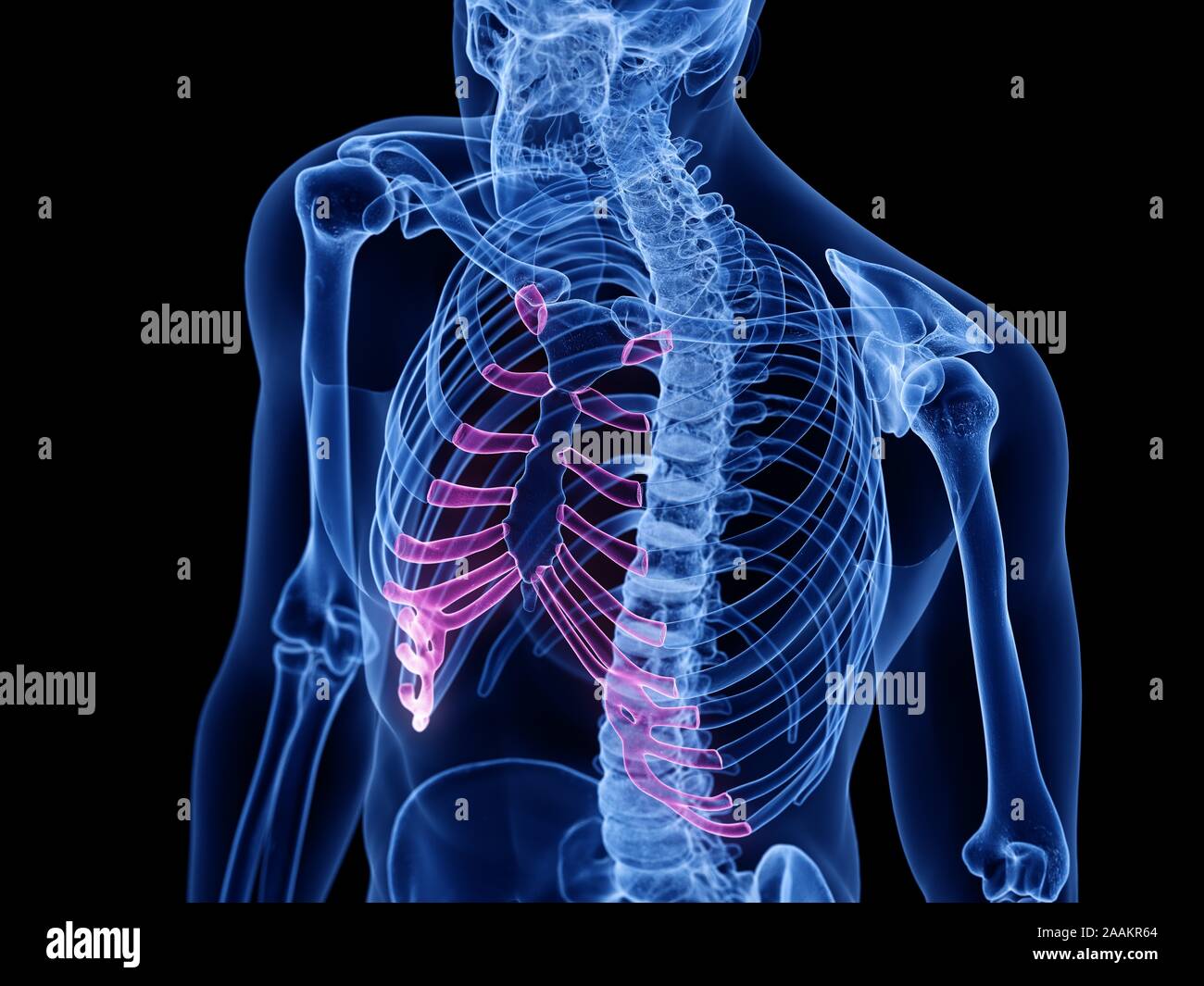Cartilage costal, illustration de l'ordinateur. Banque D'Images