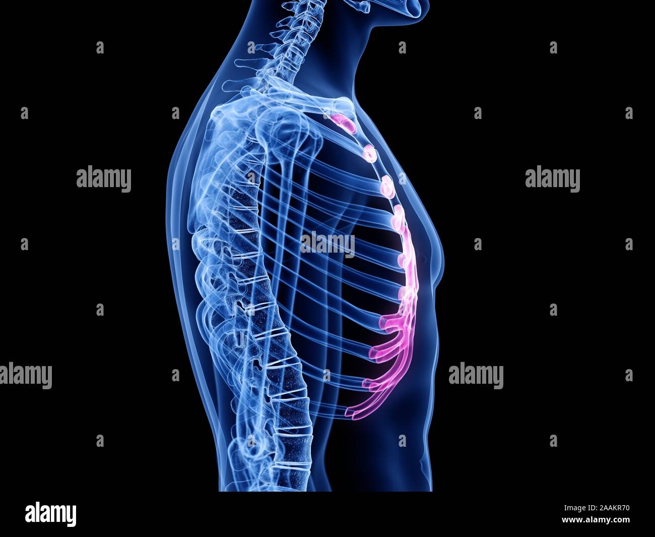 Cartilage costal, illustration de l'ordinateur. Banque D'Images