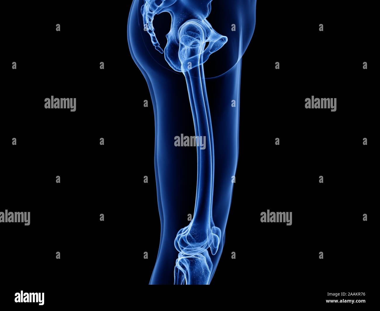 Haut de la jambe d'os, de l'illustration de l'ordinateur. Banque D'Images