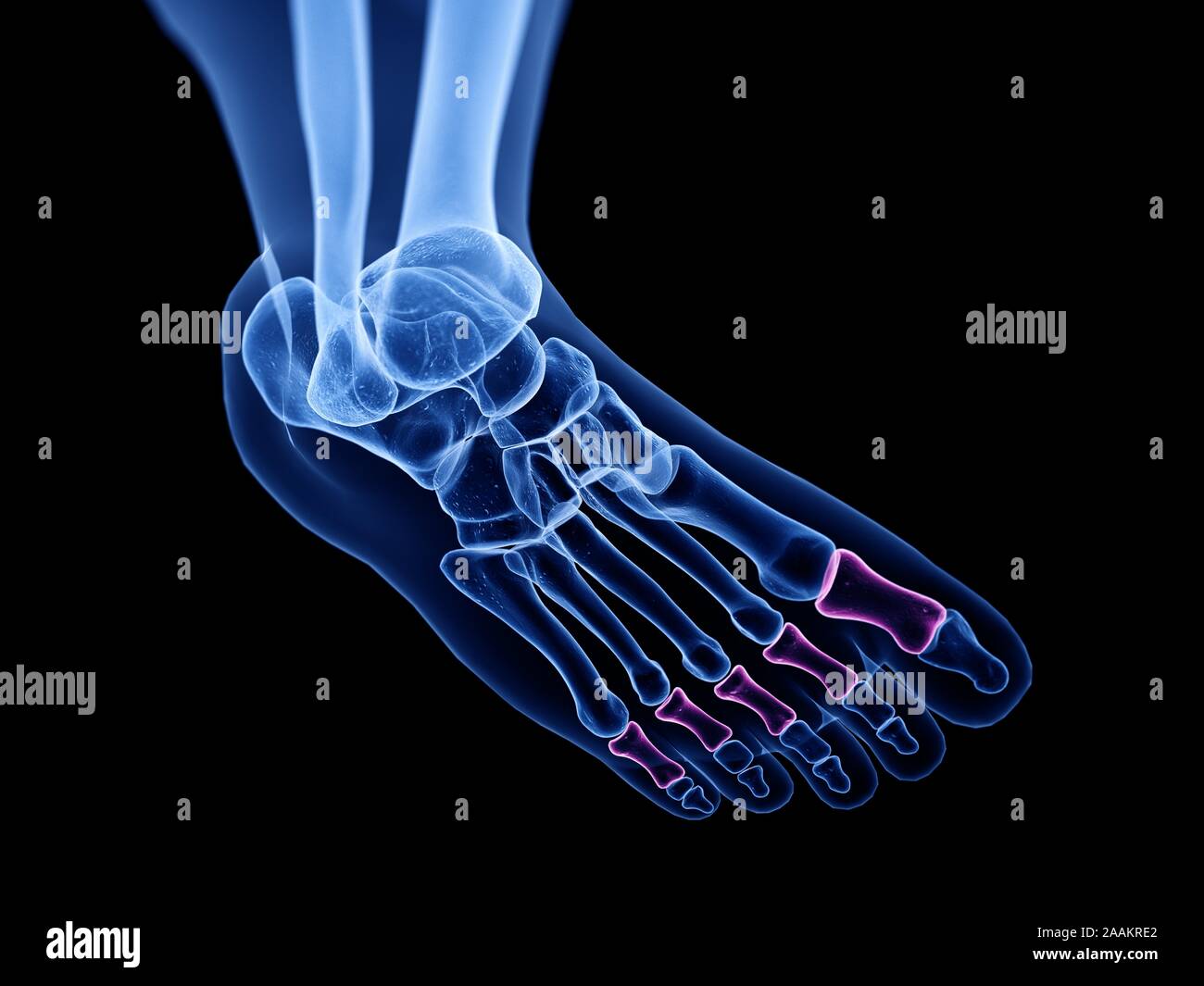 Phalange proximale des os, l'illustration de l'ordinateur. Banque D'Images