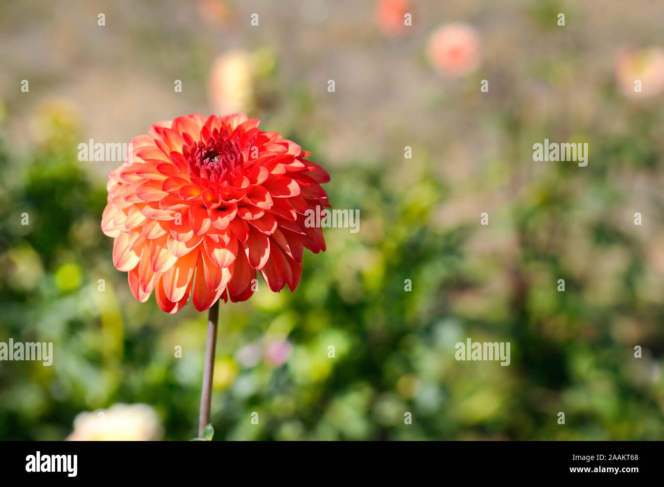 Dahlia sur fond de fleurs. Se concentrer sur une fleur. Profondeur de champ Banque D'Images