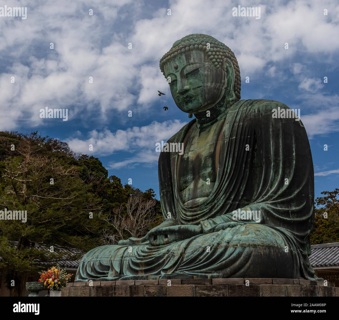 Kamakura, Japon - Novembre 1st, 2018 : Les pigeons voler près de la statue de boudha giaht sa tête placée au temple Kotokuin à Kamakura, Japon Banque D'Images