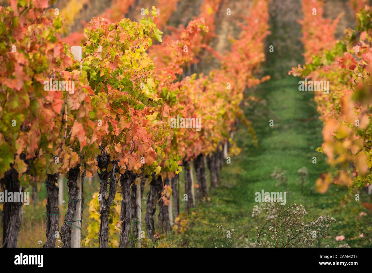 Montefalco, Pérouse, Ombrie, Italie. Les vignobles de la campagne autour de Montefalco et de Bevagna dans les couleurs magiques du rouge et du jaune en automne. Banque D'Images