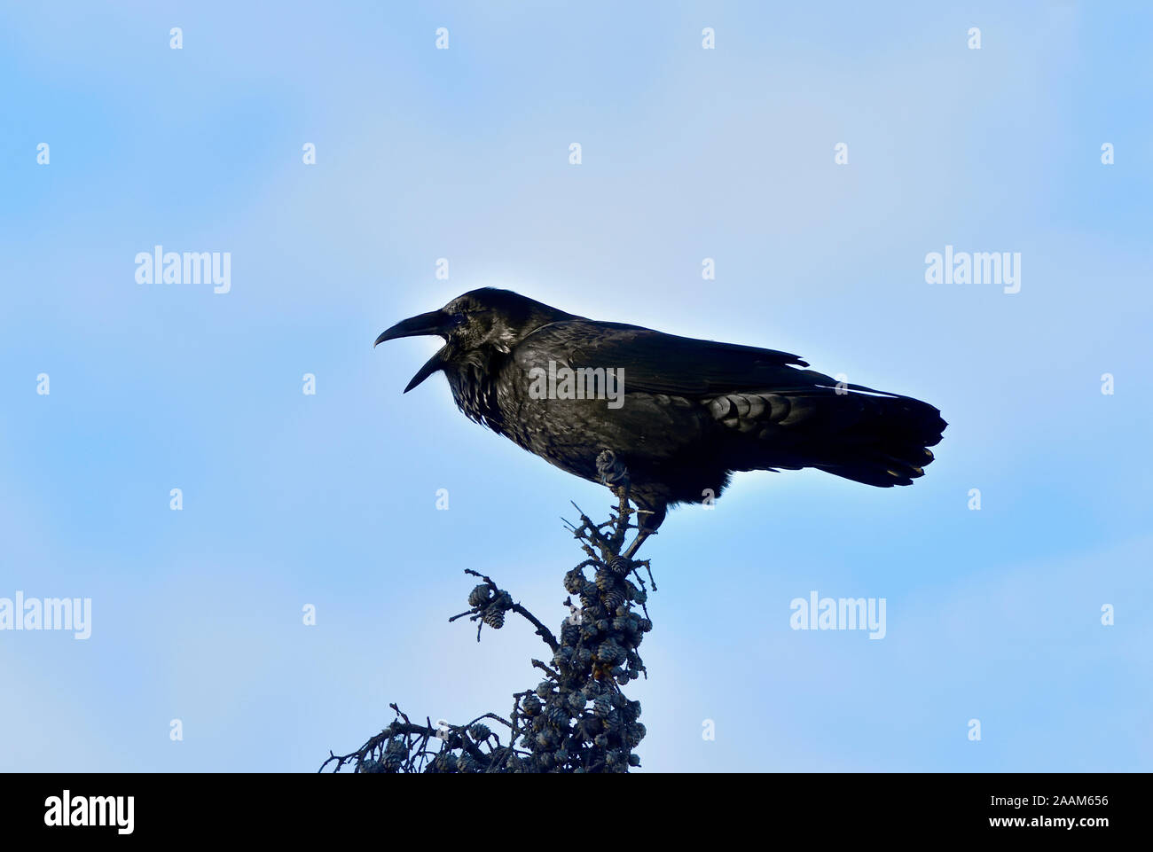 Un Grand Corbeau Corvus corax noir', perché au sommet d'une épinette étant vocal dans des régions rurales de l'Alberta, Canada. Banque D'Images