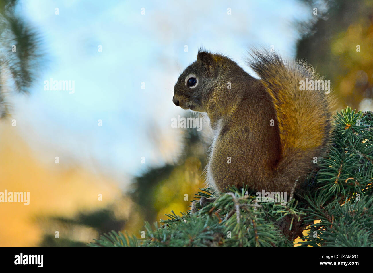 Une vue de côté d'un jeune Écureuil roux Tamiasciurus hudsonicus', 'à la recherche de sa position sur une branche d'arbre épinette verte dans les régions rurales de l'Alberta au Canada. Banque D'Images