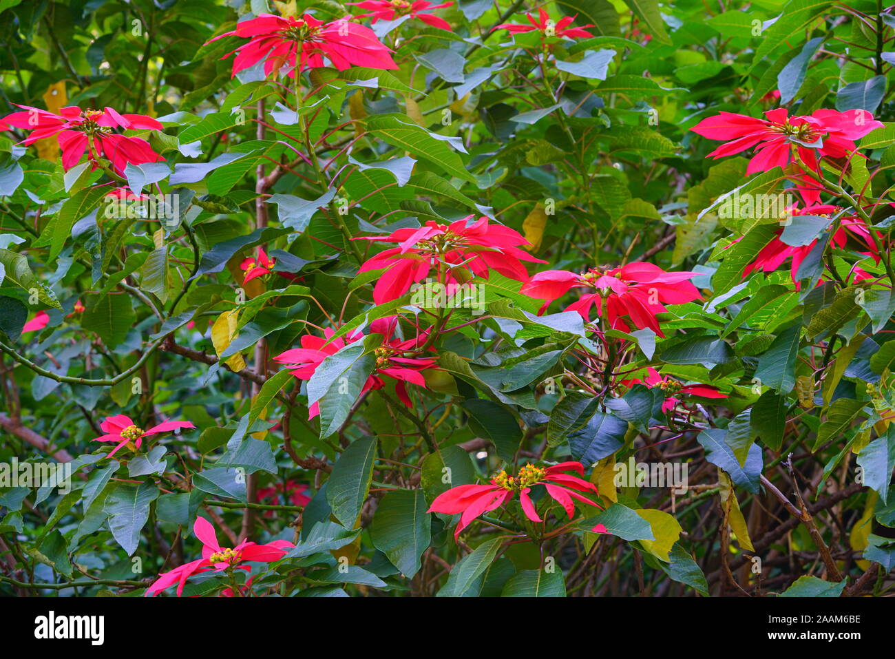 Les poinsettias rouge fleurs en croissance dans l'ouest de l'Australie sauvage Banque D'Images
