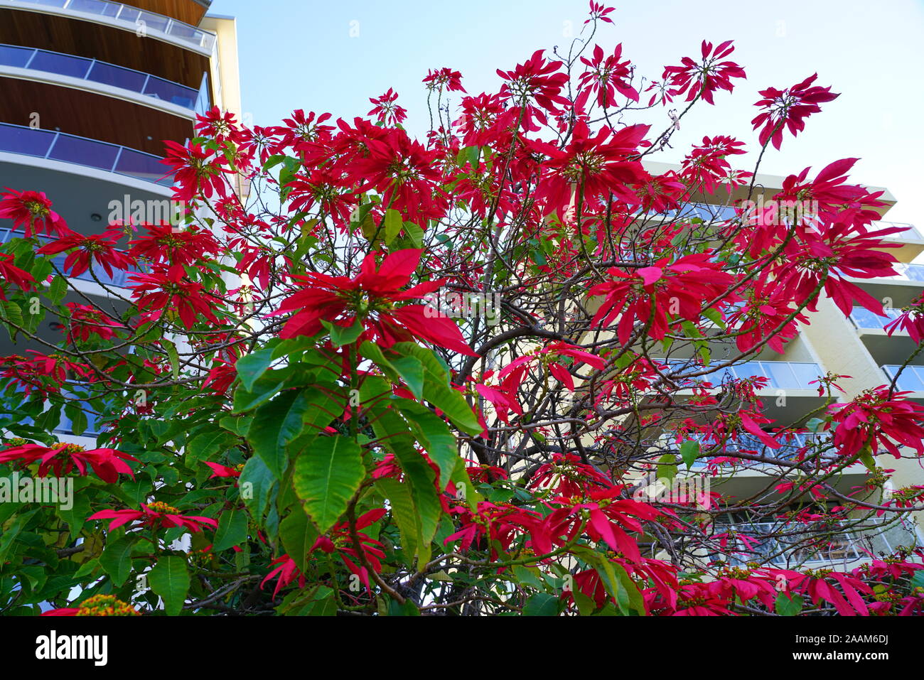 Les poinsettias rouge fleurs en croissance dans l'ouest de l'Australie sauvage Banque D'Images